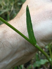 Bistorta bistortoides