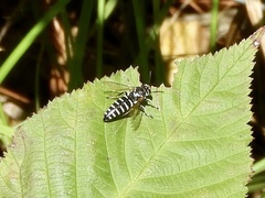 Bicyrtes discisus