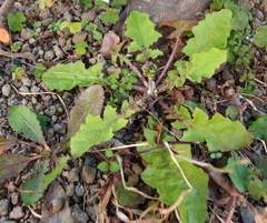 Youngia japonica