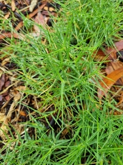 Distichlis distichophylla