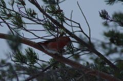 Loxia pytyopsittacus