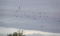 Amazona viridigenalis