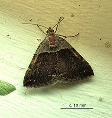 Plecopterodes moderata