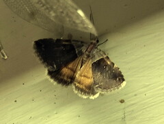 Plecopterodes moderata