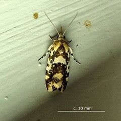 Acontia transfigurata