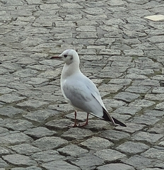 Chroicocephalus ridibundus