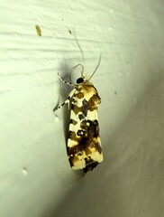 Acontia transfigurata