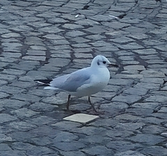 Chroicocephalus ridibundus