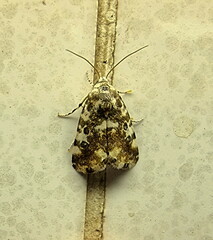 Acontia transfigurata