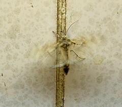 Acontia transfigurata