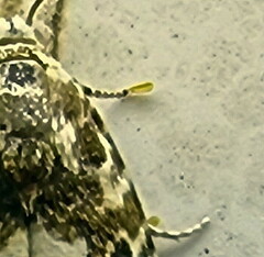 Acontia transfigurata