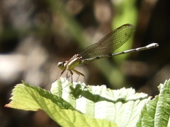 Argia joergenseni