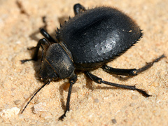 Prionotheca coronata