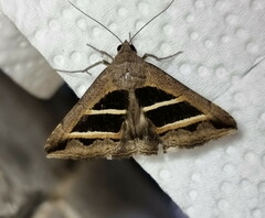 Grammodes bifasciata