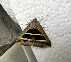 Grammodes bifasciata