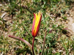 Tulipa sylvestris australis