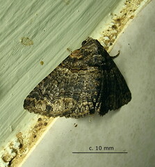 Pericyma atrifusa