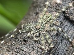 Pandercetes