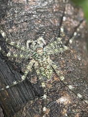Pandercetes