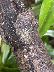 Pandercetes