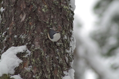 Sitta europaea asiatica