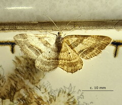 Chiasmia furcata