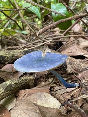Entoloma burkilliae