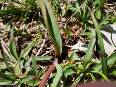 Tulipa sylvestris australis