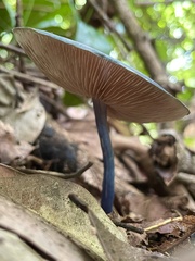 Entoloma burkilliae