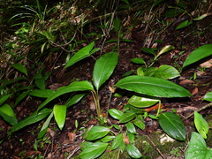 Goeppertia squarrosa