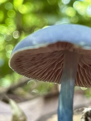 Entoloma burkilliae