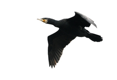 Phalacrocorax carbo sinensis