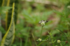 Chiomara asychis