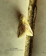 Eublemma
