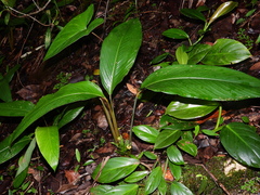 Goeppertia squarrosa