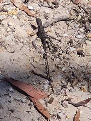 Amphibolurinae