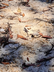 Amphibolurinae