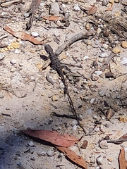 Amphibolurinae