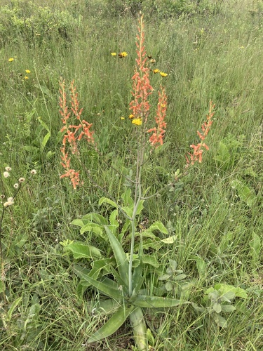 Aloe simii