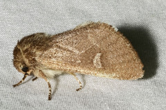 Psaphida styracis