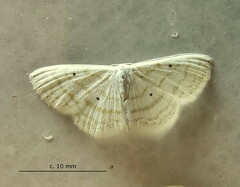 Scopula sincera