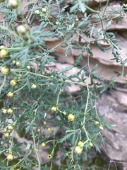 Chrysanthemum lavandulifolium