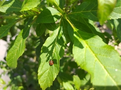Cheilomenes sexmaculata