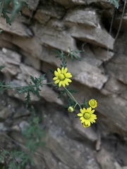 Chrysanthemum lavandulifolium