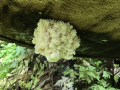 Hericium abietis