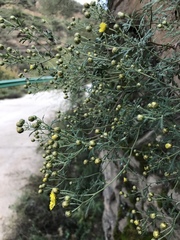 Chrysanthemum lavandulifolium