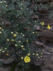 Chrysanthemum lavandulifolium