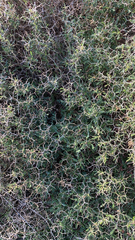 Sarcopoterium spinosum