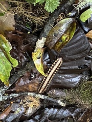 Nyssodesmus python