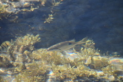 Lutjanus fulviflamma